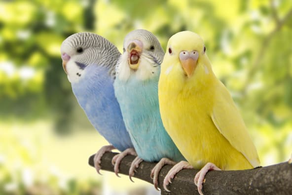 High-Quality Bird Seeds
