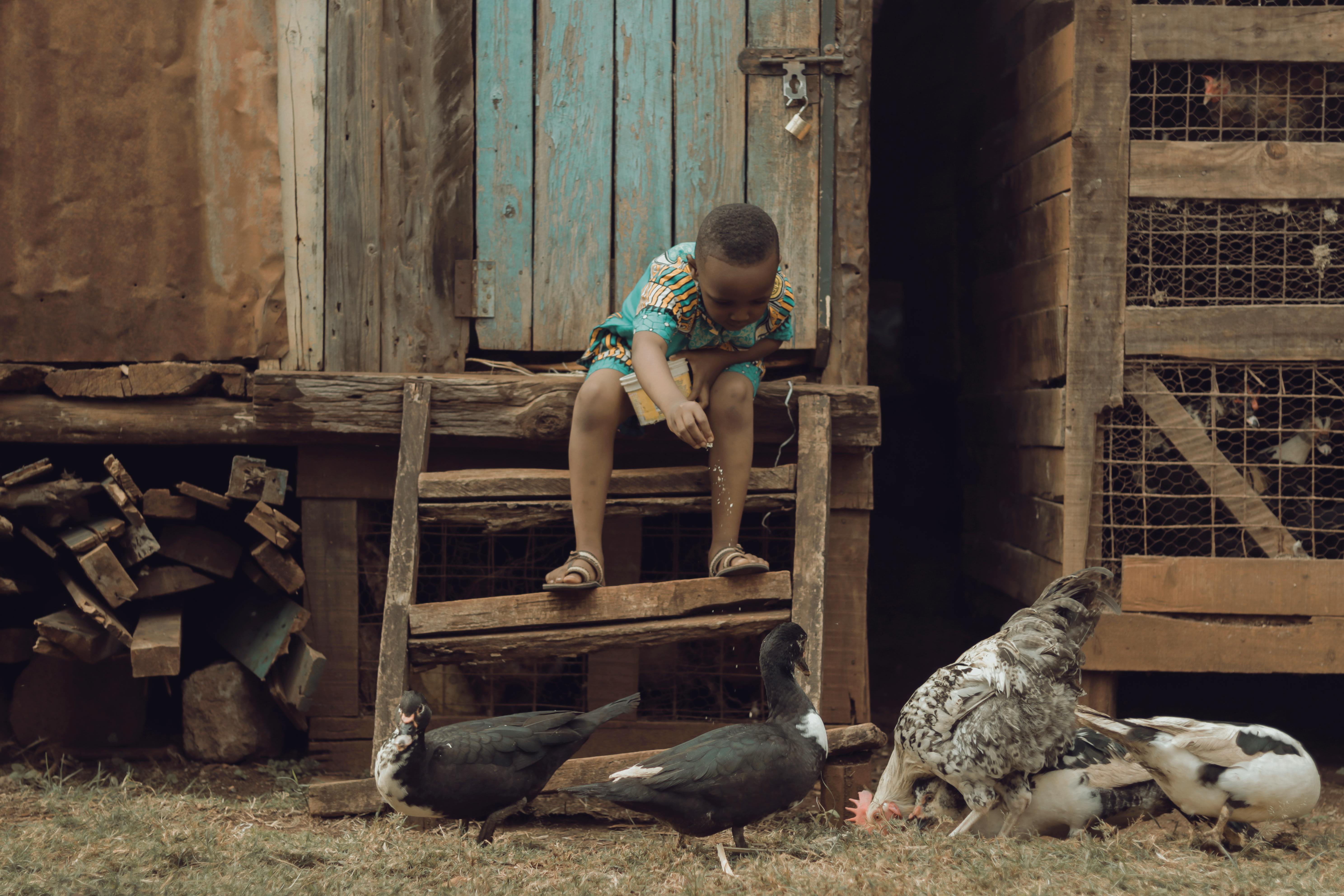 Bird Feeding